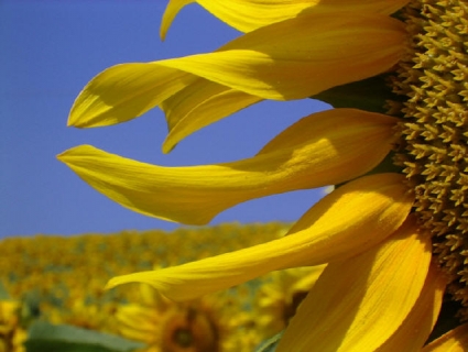 GIRASOLI